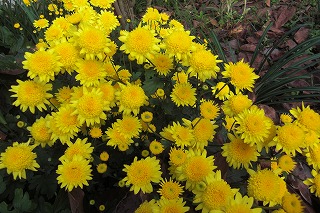 黄色い小菊.jpg