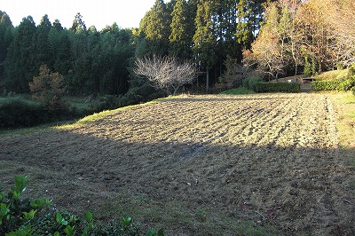 菜種を撒いた畑.jpg