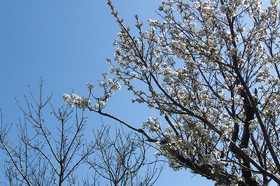 葬儀の日は抜けるような青空と桜が咲いていた.jpg