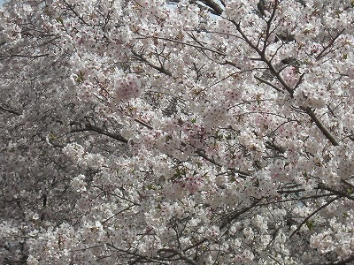 西都原の桜.jpg
