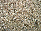 貝の砂