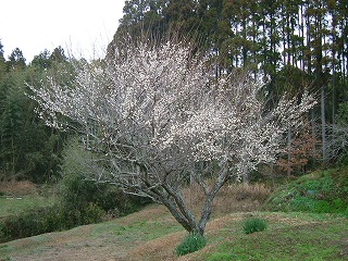小梅の木.jpg