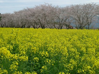西都原の菜の花と桜.jpg