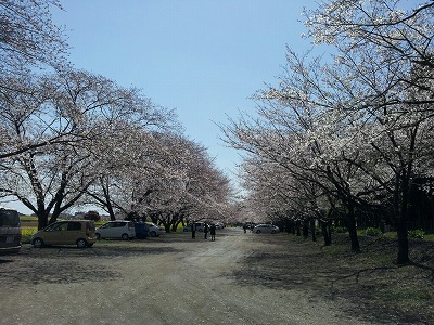 2012西都原の桜.jpg