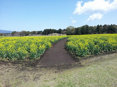 2012西都原の菜の花.jpg