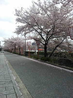 桜吹雪の鴨川川筋.jpg